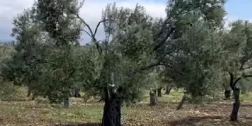 Zeytin üreticilerinden jandarmaya teşekkür