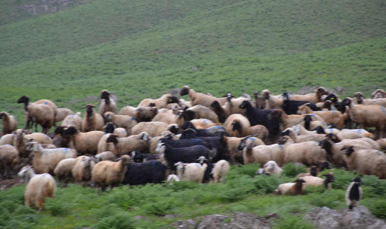 Göçerler Faraşin Yaylası'na ulaştı