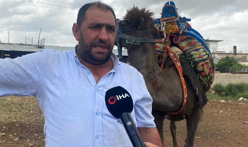 Kurbanlık develer 300 bin TL'den kapış kapış satıldı