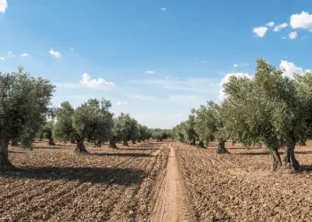 Zeytin güvesine karşı mücadele uyarısı
