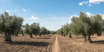Zeytin güvesine karşı mücadele uyarısı