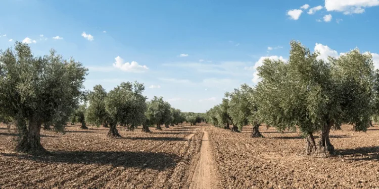 Zeytin güvesine karşı mücadele uyarısı