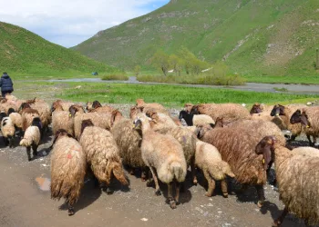 Göçerler Faraşin Yaylası'na ulaştı