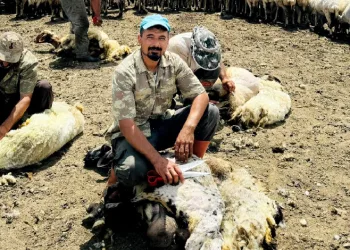 Yeni nesil koyun kırkma biçimi