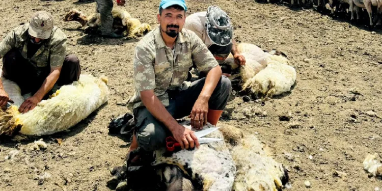 Yeni nesil koyun kırkma biçimi