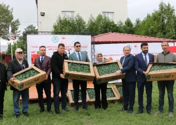 Çiftçilere fide dağıtıldı
