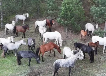 Yaban atları yavruları ile görüntülendi