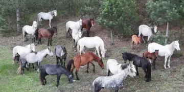 Yaban atları yavruları ile görüntülendi