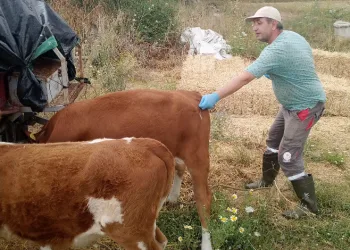 Büyükbaş hayvanların şap aşısı yapıldı