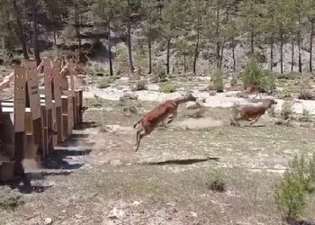 Kovada Gölü Milli Parkı’na 5 alageyik bırakıldı