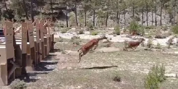 Kovada Gölü Milli Parkı’na 5 alageyik bırakıldı