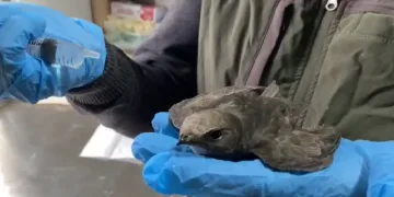 Ebabil şefkatli ellerde hayata tutundu