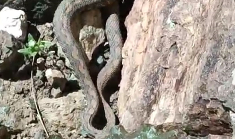Türkiye’nin en zehirli yılanı görüldü