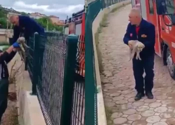 Yavru köpek için itfaiye seferber oldu