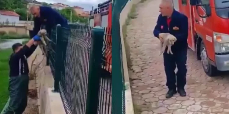 Yavru köpek için itfaiye seferber oldu
