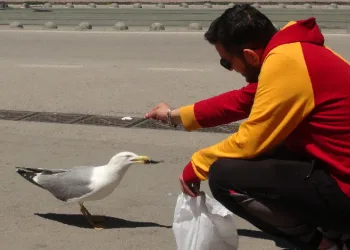 Martı ile esnafın gülümseten dostluğu