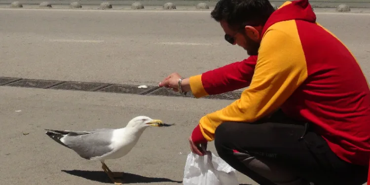 Martı ile esnafın gülümseten dostluğu