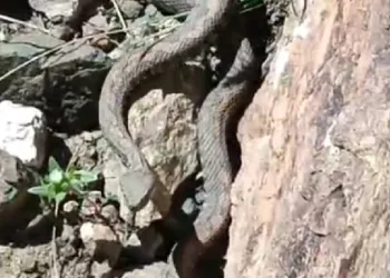 Türkiye’nin en zehirli yılanı görüldü