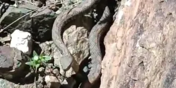 Türkiye’nin en zehirli yılanı görüldü