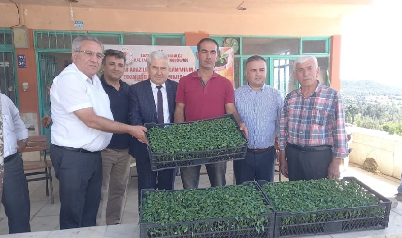 Bozdoğan’da üreticilere turşuluk fide dağıtıldı