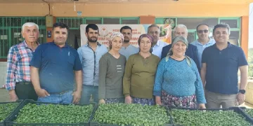 Bozdoğan’da üreticilere turşuluk fide dağıtıldı