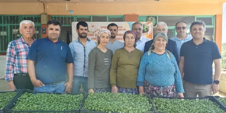 Bozdoğan’da üreticilere turşuluk fide dağıtıldı
