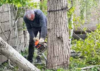 Polen oluşturan ağaçlar kesiliyor