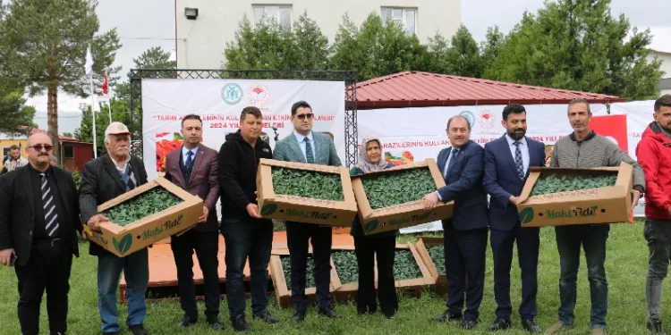 Çiftçilere fide dağıtıldı
