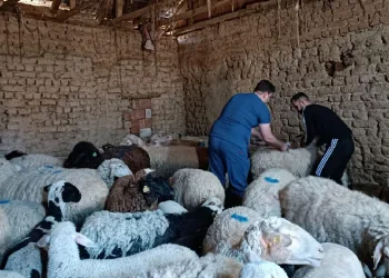 Tek tırnaklı hayvan kimlik tespiti
