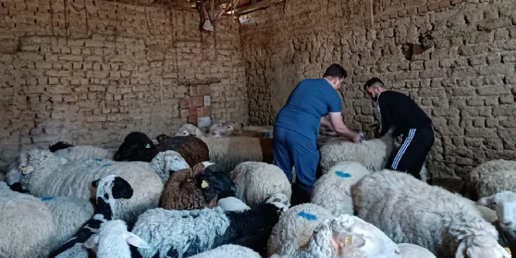 Tek tırnaklı hayvan kimlik tespiti