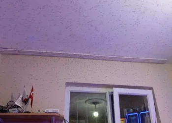 Manyas'ı sinekler istila etti