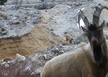 Yaban hayvanları fotokapana yansıdı
