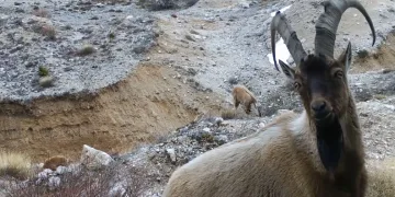 Yaban hayvanları fotokapana yansıdı