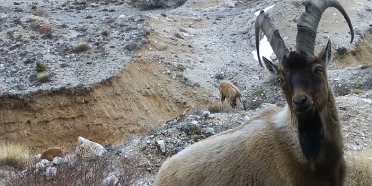 Yaban hayvanları fotokapana yansıdı