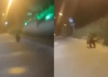Şehir merkezine kadar inen ayı kamerada