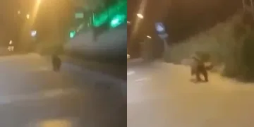 Şehir merkezine kadar inen ayı kamerada
