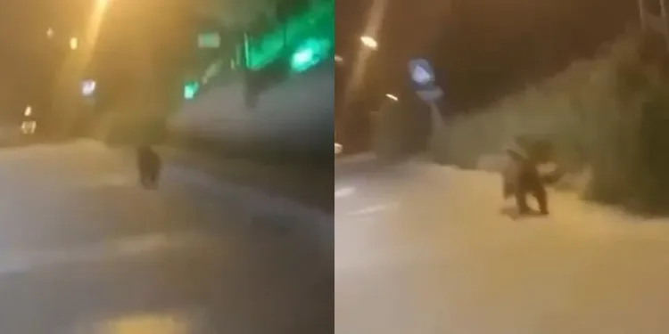 Şehir merkezine kadar inen ayı kamerada