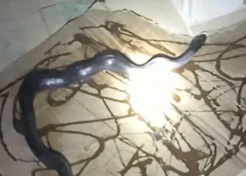 Gafil avlanan yılan, fare kapanına takıldı
