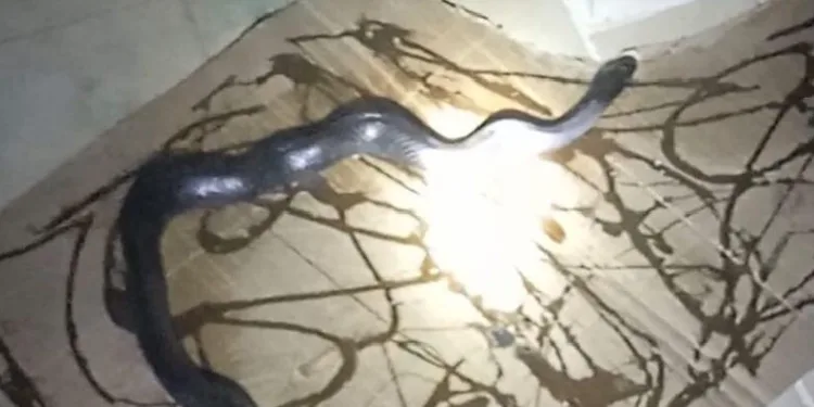Gafil avlanan yılan, fare kapanına takıldı