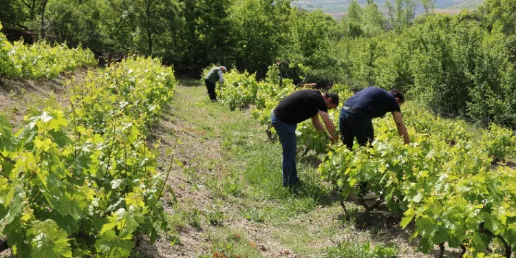 Erzincan’da bağlarda kontroller sürüyor