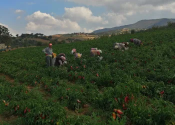 Erzincan'da kapya biber yaygınlaşıyor