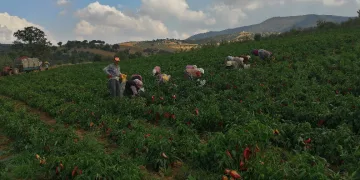 Erzincan'da kapya biber yaygınlaşıyor