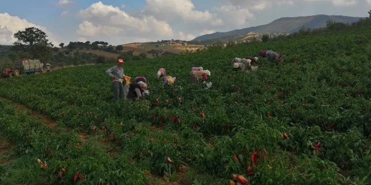 Erzincan'da kapya biber yaygınlaşıyor