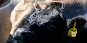 Türkiye hayvan varlığıyla Avrupa’nın zirvesinde