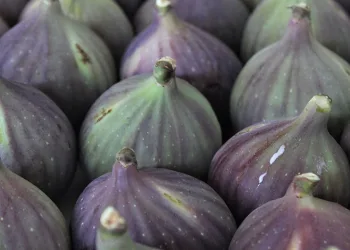 Bursa’nın ‘Kraliçe inciri’ Japonya’ya gidiyor
