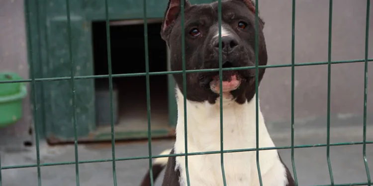 Köpek sürüsünden kaçan yaşlı kadın düşerek hastanelik oldu