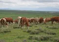 Uzmanlardan kurban seçimi uyarısı