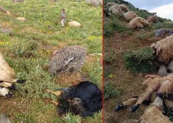 Yıldırım 23 küçükbaş hayvanı telef etti
