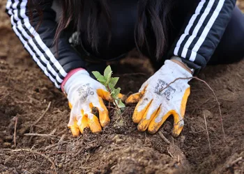 80 bin metrekare yeşil alan oluşturuldu