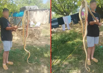 Bursa’da 2 metrelik yılan korkuttu